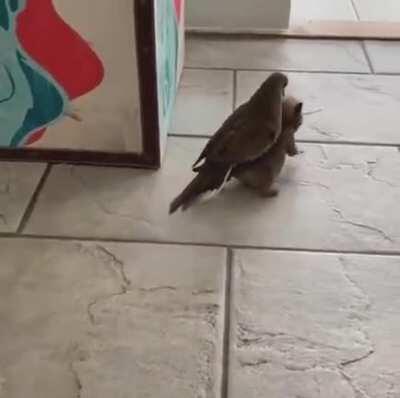 Current Day Encounter w/ Griffith and Zodd