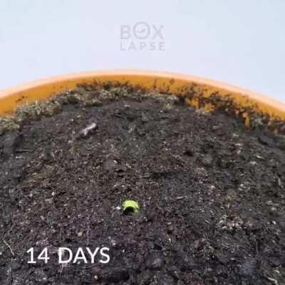 Seed to mango tree in 57 days