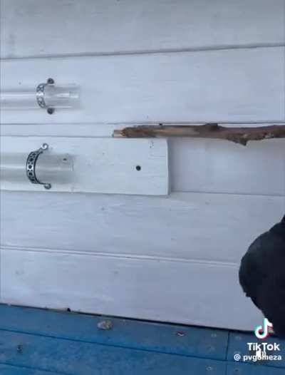 Genius crow solves difficult puzzle for birds of his kind