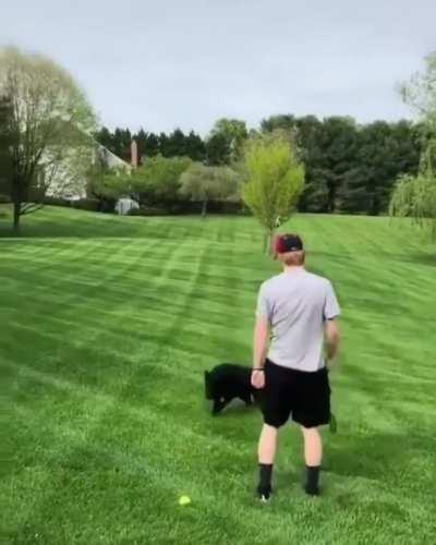 To make the dog fetch the ball