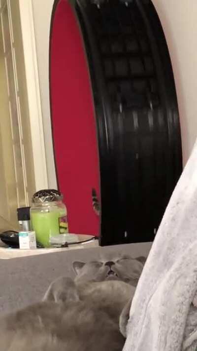 The two types of cats