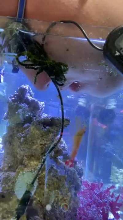 Dentists hate him for this one simple trick