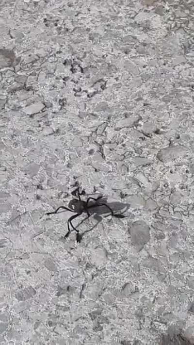 Found this guy walking in my school's courtyard. Concepción, Chile. About 2 inches.