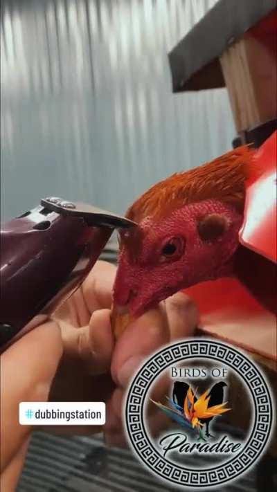 Wordington Cock Barber