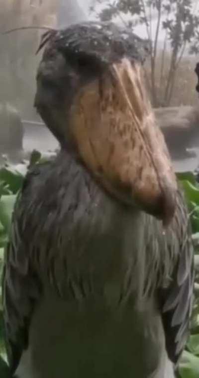 sad bird in the rain