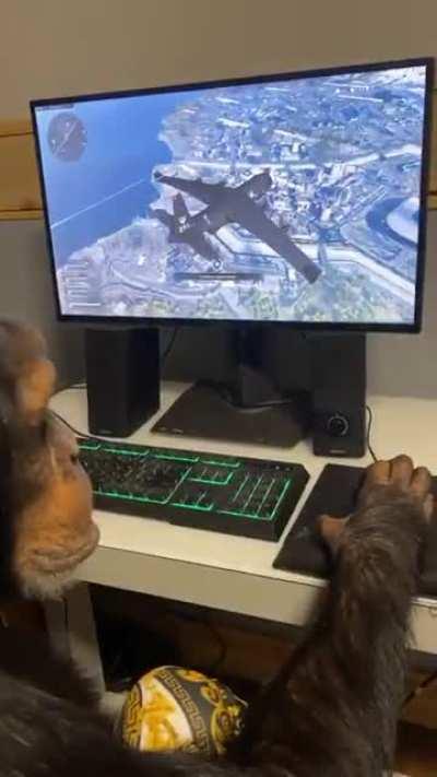 Vazou muca no warzone