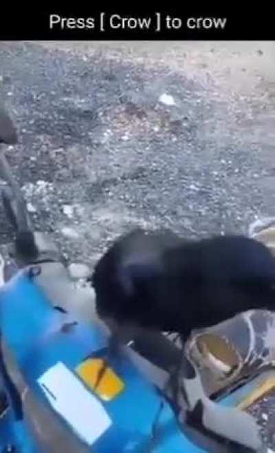 Press [ crow ] to crow