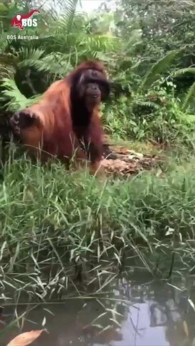 Imagine seeing this majestic creature in the wild.