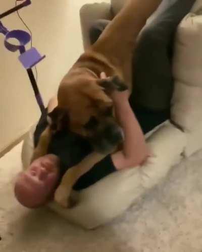 The aftermath of a pupper who still thought he was a lap dog