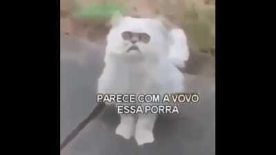 PISQUE, PISQUE IMEDIATAMENTE