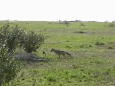 A jackass jackal nips a resting lion's tail and skedaddles, lion's like 