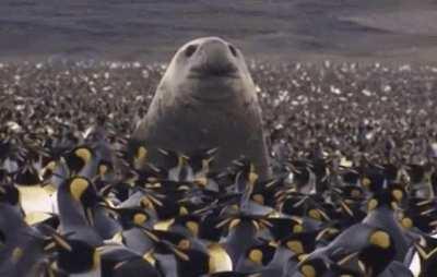 The Southern Elephant Seal is the largest member of the clade Pinnipedia and the order Carnivora, as well as the largest extant marine mammal that is not a cetacean