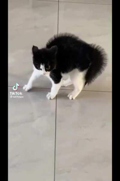 Black and white crabcat!!!!!