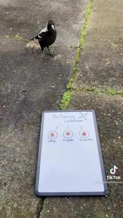 How long will the extensions be?