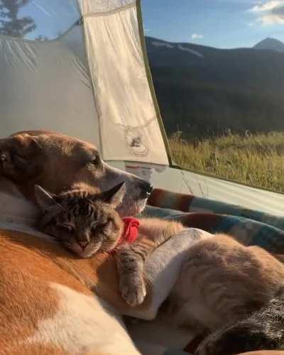 Affectionately adorable