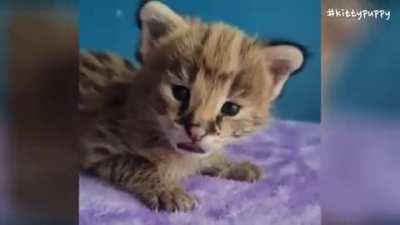 Micro Sogga (Insperational video)