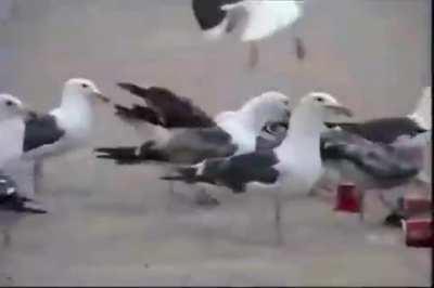 We do a little trolling