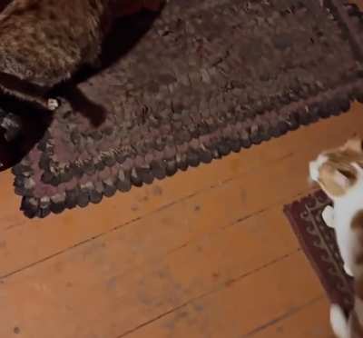 Hello, everyone! A video postcard from our guys and cats on the front line. Let’s help finish raising funds for their needs. Status update: $1755 of $4000. All details below. You can donate via PayPal: catherinesk93@gmail.com