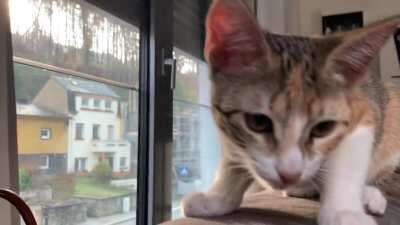 Ayra Francesca arrives at her forever home.