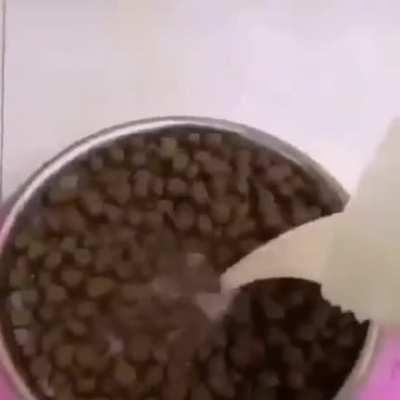 Que le pasa al perro?