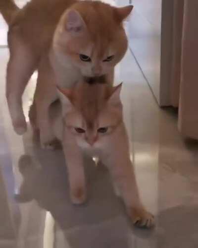 You have got to be kitten me