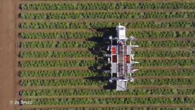 Giant farming robot uses 3D vision and robotic arms to harvest ripe strawberries