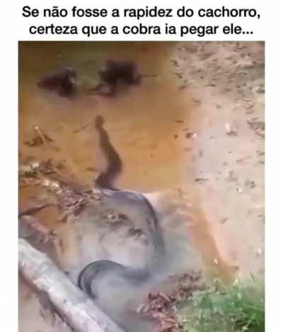 Se não fosse a rapidez do cachorro...