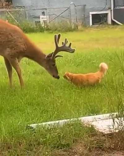 deer boop