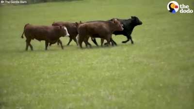 This cow escapes a slaughterhouse with 5 of his brothers. They are all captured and sent back to the slaughterhouse, but watch what happens next!