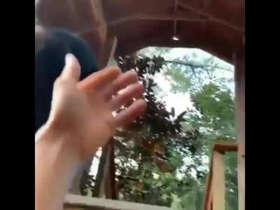 Showing how ridiculously strong chimps are.