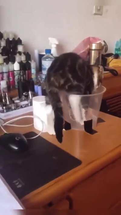 Love how he tries to get comfortable in a damn cup