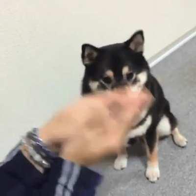 Literal NO NO NO NO YES!