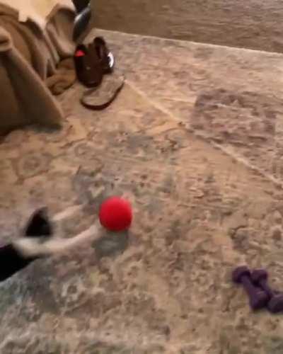 Oreo loves his pokeball.