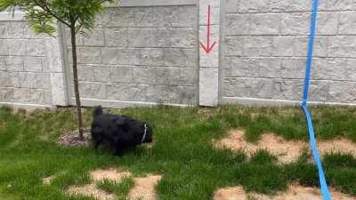 The gecko is dead. Base your SPY bets on which side of the lawn my dog shits on.