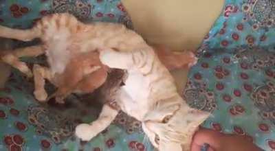 Harboring four tiny criminals