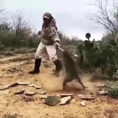 Be honest. If you saw a trapped wild Bobcat, would you try to help it?
