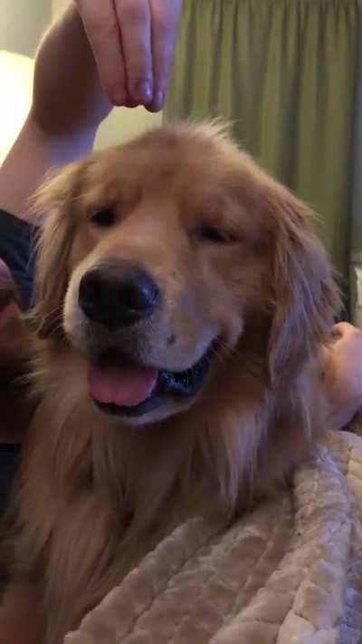 Head scritches=Instant golden smiles