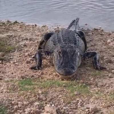 Very hungry alligator