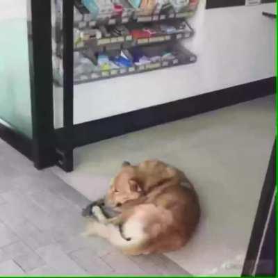 PoOr DoG gEtS CruShED bY sLiDinG DoOr