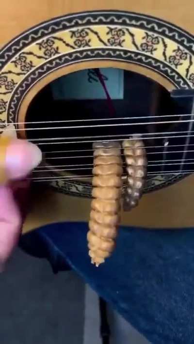 Brazilian musician Bruno Takashy uses rattlesnake rattles as percussion alongside guitar.