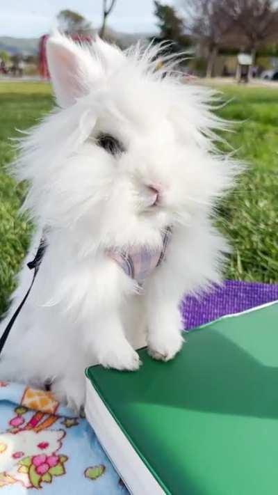 Rhaenyra is too majestic for this peasant park 😂. 