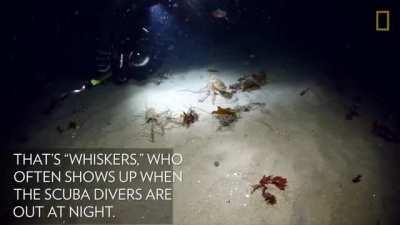 While a red octopus pursues a swimmer crab on the seafloor off the coast of California, an unexpected visitor interlopes