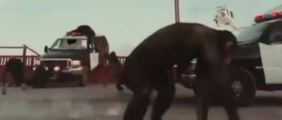 BeelcitosMemes - Video #9547