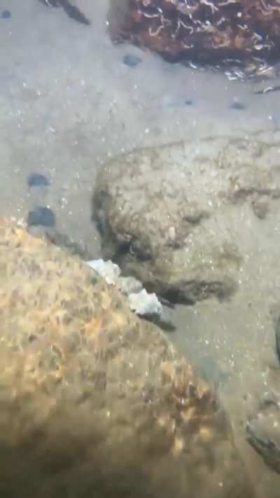 Iron Claw, stealer of Crustaceans