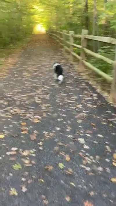 Good doggie always checks back on me to confirm I’m not too far behind.