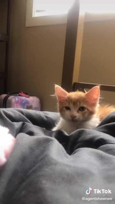 Pumpkin's sleepy yells (from agentshawnee on tiktok)