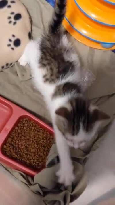 Foster rescue demands to be released [X-Post from r/Catswhoyell]