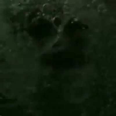 La Juve. Presento a Di Maria, y en vez de poner la bandera de Argentina pusieron la bandera de Uruguay jajajajaj