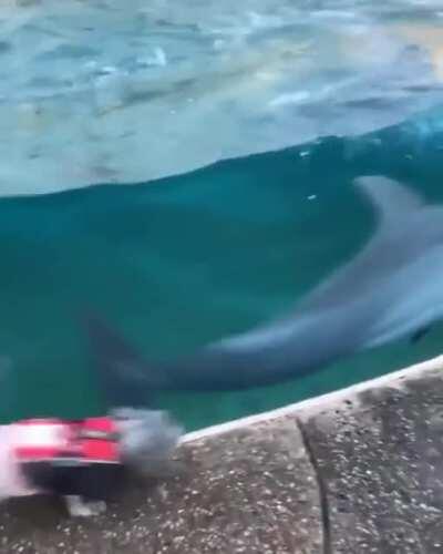 He made a new best friend