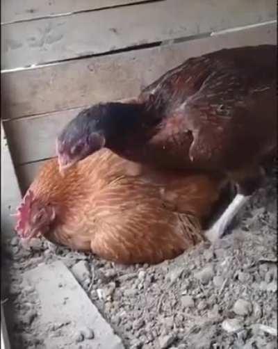 Сядь на яйцо ты идиотка